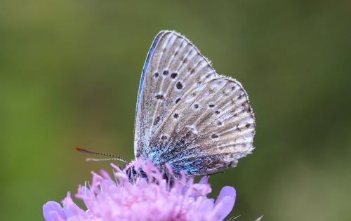 Réf. 246 214 : Polyommatus bellargus